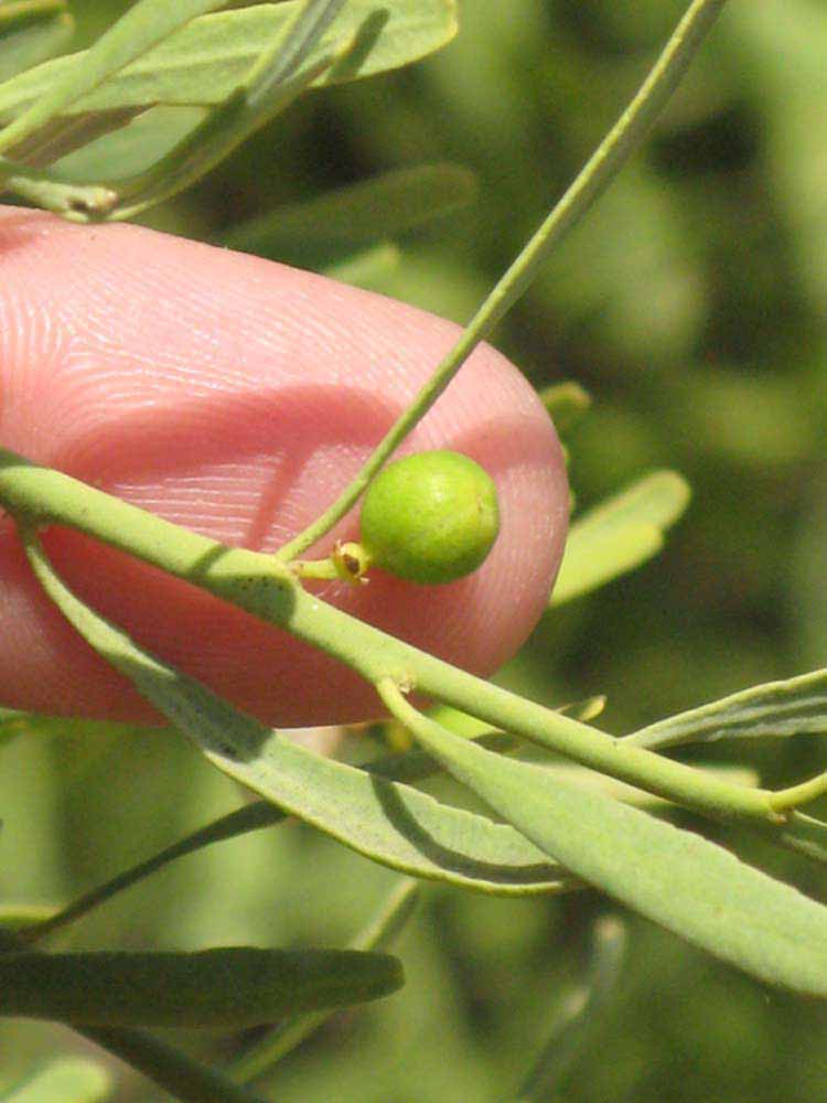              Fruit of  Eremocitrus glauca         (Riverside, CA)       